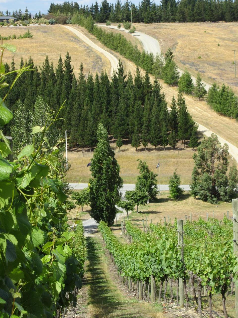 Hawkdun Rise Vineyard & Accommodation Alexandra Zewnętrze zdjęcie